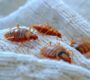 The Ultimate Guide to Bed Bug Prevention and Treatment